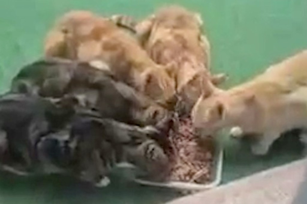 Surviving cats are seen after a cat colony was targeted by a neighbor in Brooklyn.