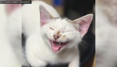 Missing cat returned to Brooklyn bodega after video showed it being taken