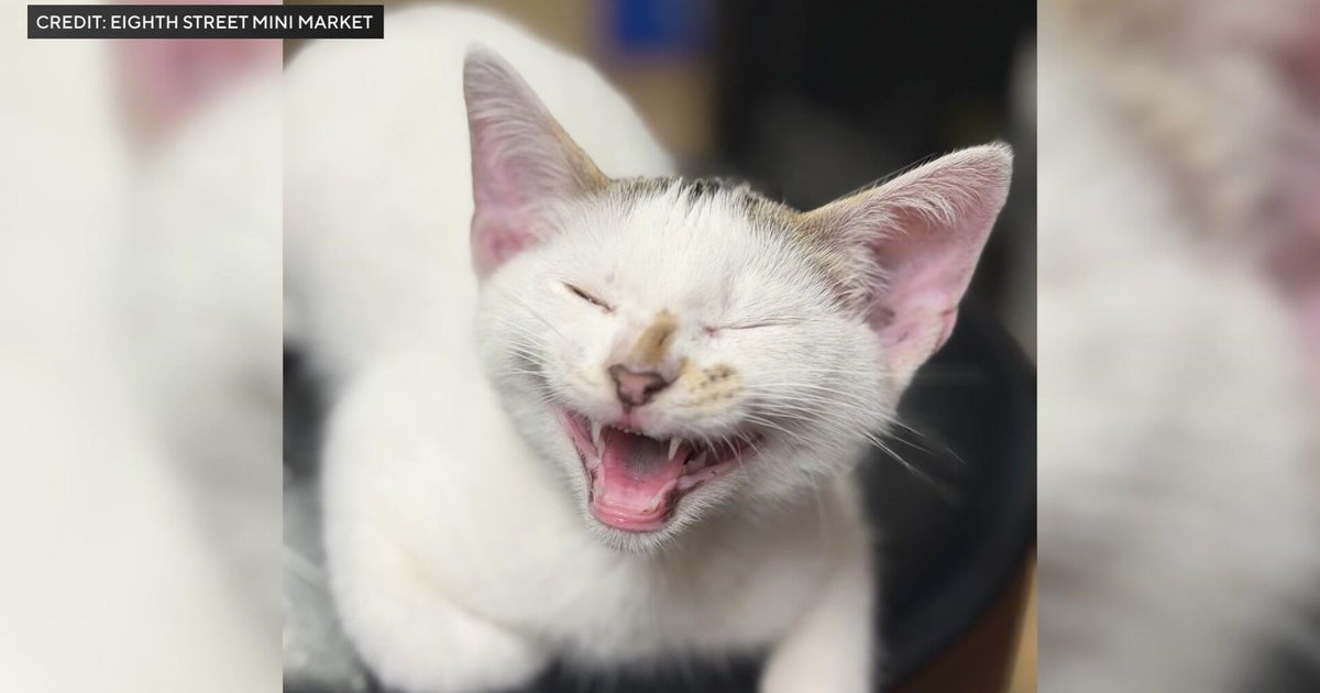 Missing cat returned to Brooklyn bodega after video showed it being taken