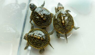 Tiny, vulnerable turtles get a fresh start on Staten Island