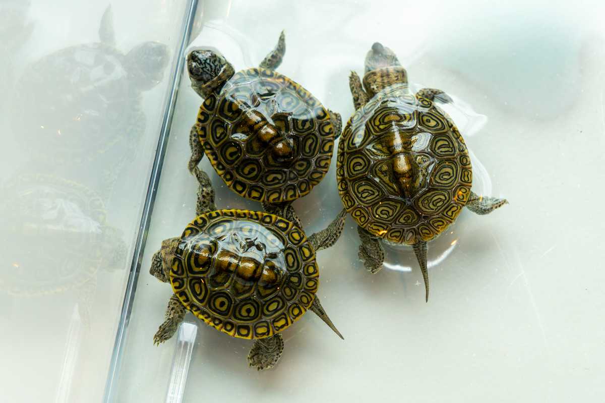 Tiny, vulnerable turtles get a fresh start on Staten Island