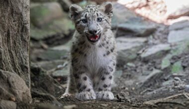 Bronx Zoo welcomes snow leopard cub threatened by extinction