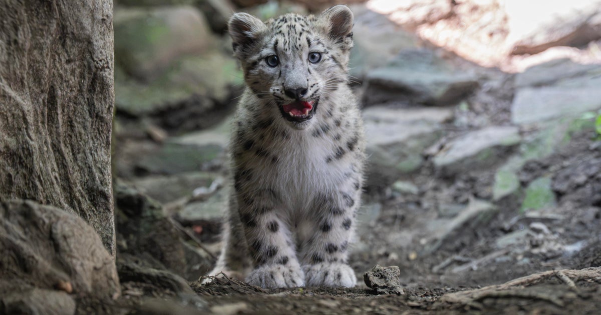 Bronx Zoo welcomes snow leopard cub threatened by extinction