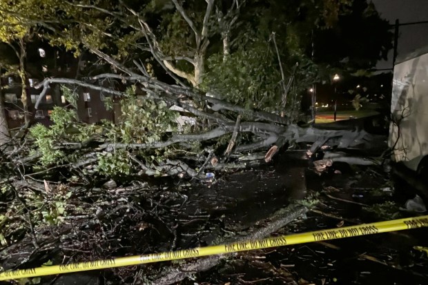 A massive tree toppled by the wind from a nor'easter killed a 56-year-old worker at NYCHA's Cypress Hills Houses on the afternoon of Saturday, Sept. 26, 2026.
