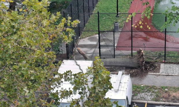 A massive tree toppled by the wind from a nor'easter killed a 56-year-old worker at NYCHA's Cypress Hills Houses on the afternoon of Saturday, Sept. 26, 2026. (Courtesy of David Ortiz)