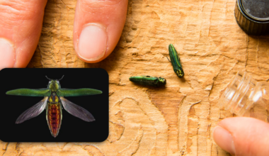 Emerald ash borer in New York: How to spot the invasive beetle