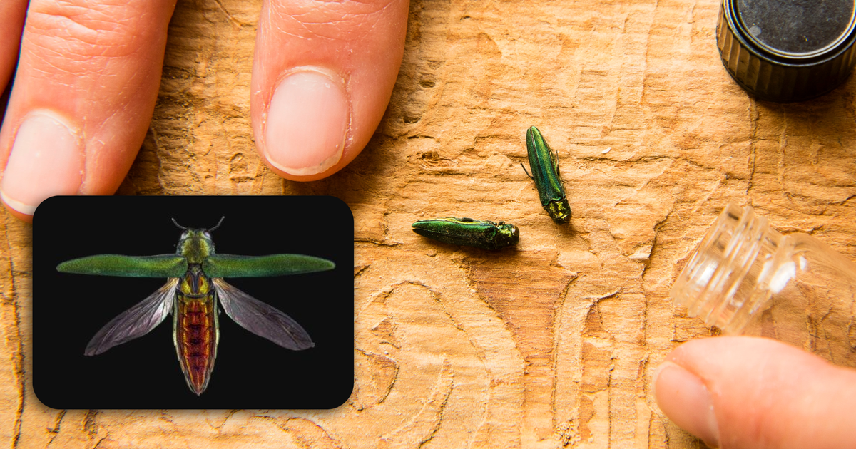 Emerald ash borer in New York: How to spot the invasive beetle