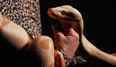 Photos show snakes auditioning for a role at New York’s Metropolitan Opera
