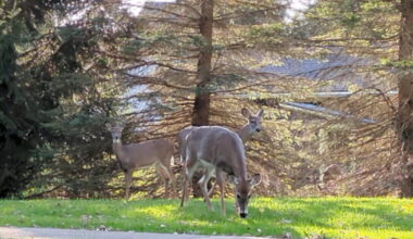 Bow hunting coming to Knox Farm State Park, looks to reduce deer population