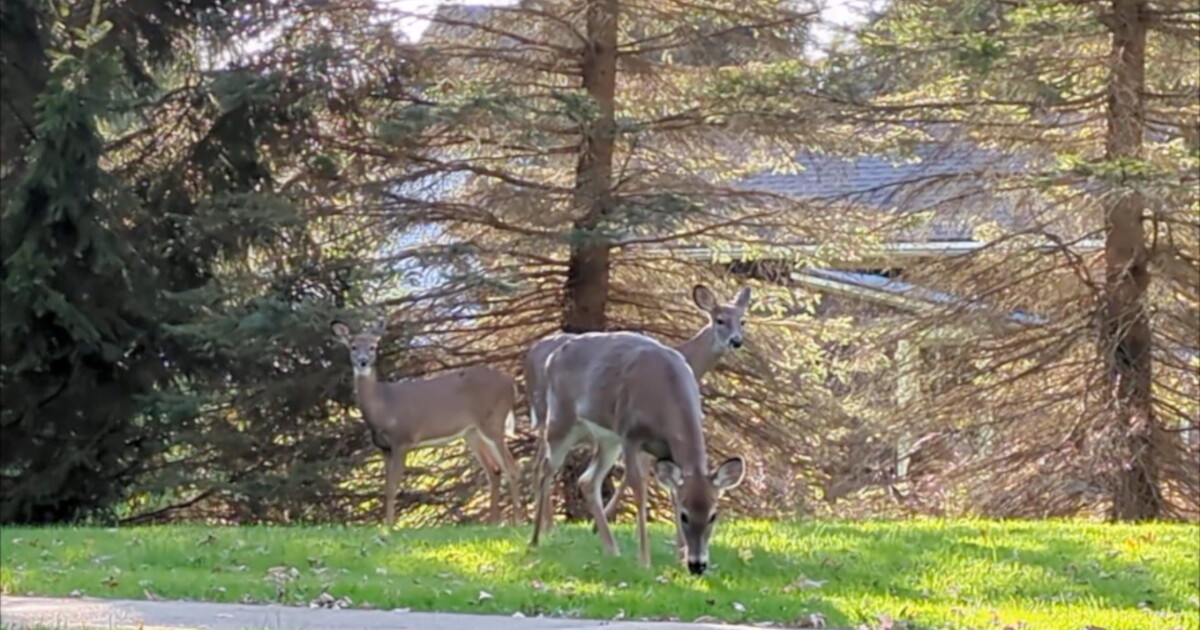 Bow hunting coming to Knox Farm State Park, looks to reduce deer population