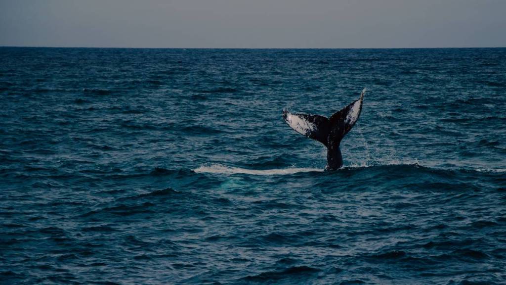whale in the ocean