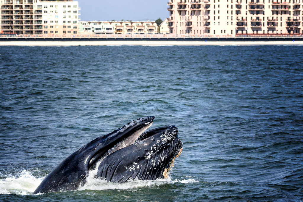whale rockaway beach
