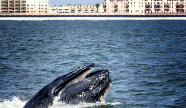 New York is introducing new statewide boating rules as more whales return to its waters