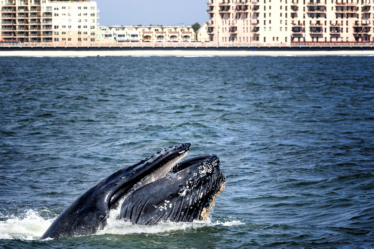 New York is introducing new statewide boating rules as more whales return to its waters