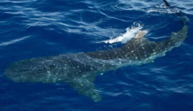 Endangered whale sharks surface inches from boat in rare sighting off NYC coast