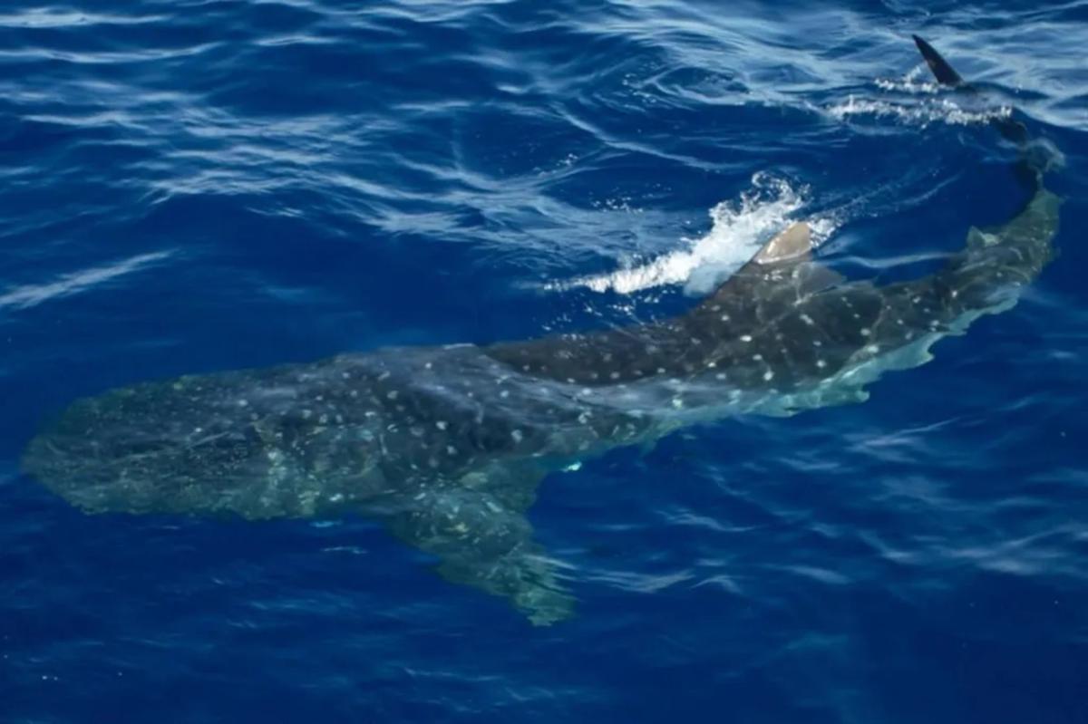 Endangered whale sharks surface inches from boat in rare sighting off NYC coast