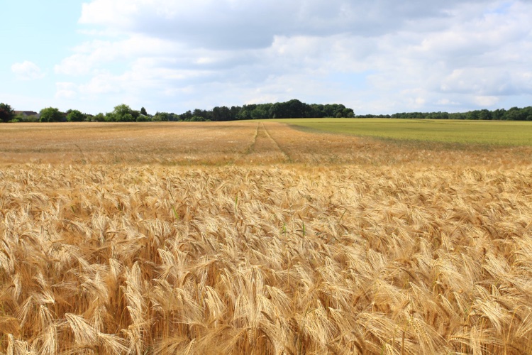 Kansas Farm Bureau to Hold 108th Annual Meeting in Manhattan – Ad Astra Radio