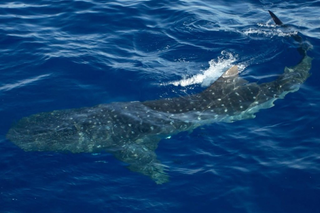 Whale sharks are pictured off the coast of New York City on Sept. 1, 2026.