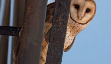 New York City’s Latest Famous Family Is a Hoot. Yes, They’re Barn Owls.