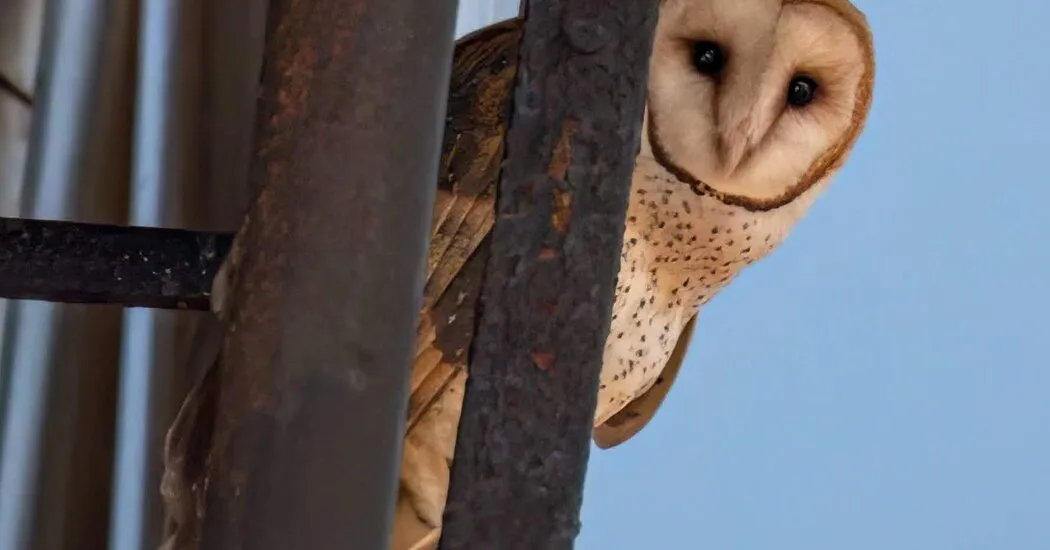 New York City’s Latest Famous Family Is a Hoot. Yes, They’re Barn Owls.