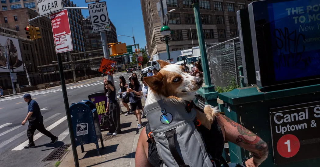 Walking Through the Chaos on Canal Street as NYC Plans Its Redesign