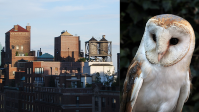 A rare barn owl family nested in a Manhattan water tower near Central Park, drawing nightly crowds to see a nest experts say is the first on record