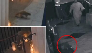 NYC's catholic raccoon? Critter marches into Greenwich Village church during special mass