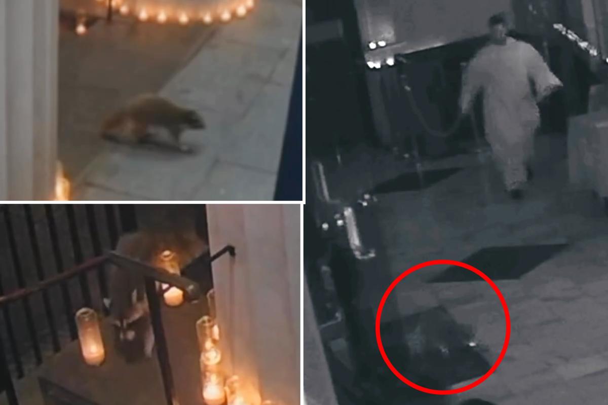 NYC's catholic raccoon? Critter marches into Greenwich Village church during special mass