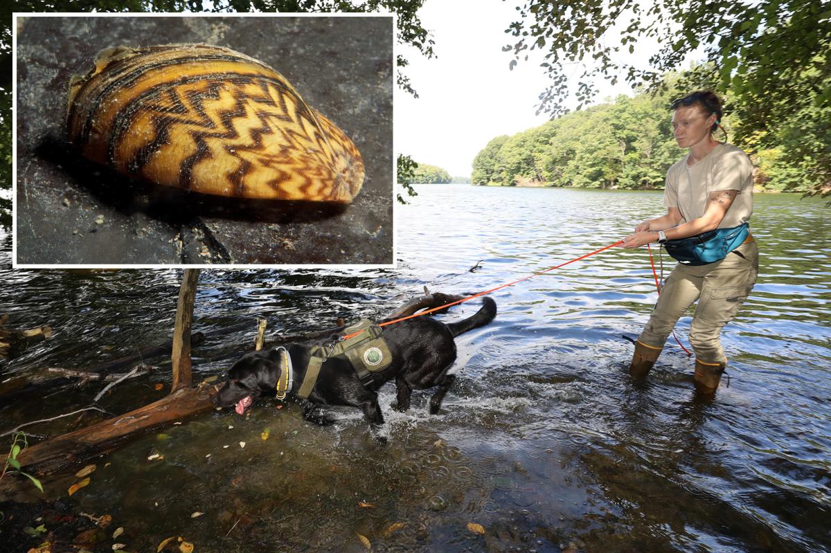 Reservoir dogs are protecting NYC's water supply from invasive species