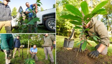 Bronx Zoo plants mini-forest of 'functionally extinct' trees after species was ravaged fungus