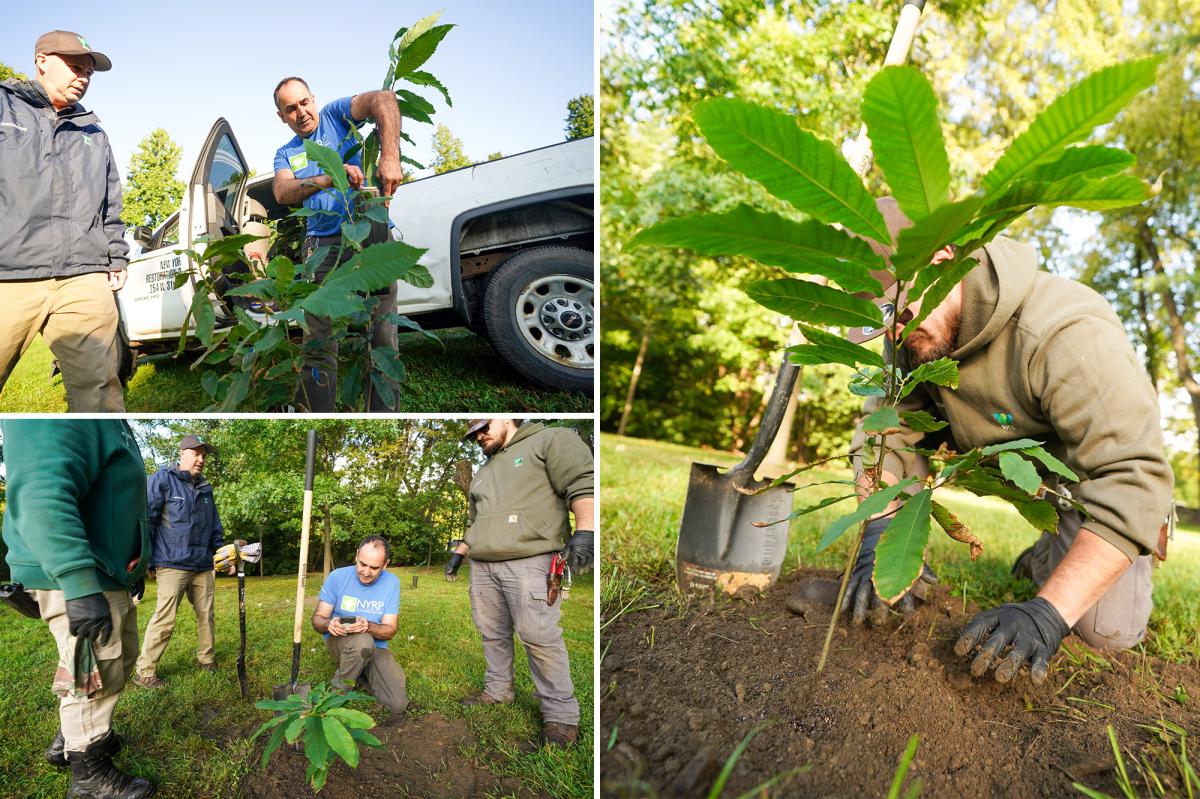 Bronx Zoo plants mini-forest of 'functionally extinct' trees after species was ravaged fungus