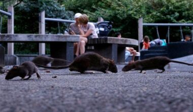 America’s most rat-infested cities ranked as Midwest surprise cracks top 10