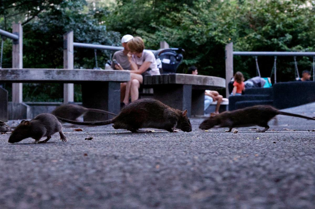 America’s most rat-infested cities ranked as Midwest surprise cracks top 10