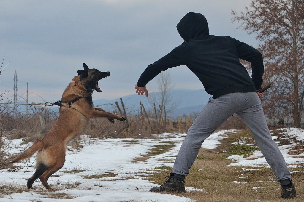A man trying to fend off a dog with dangerous teeth. The dog is brown with black coloring on its head