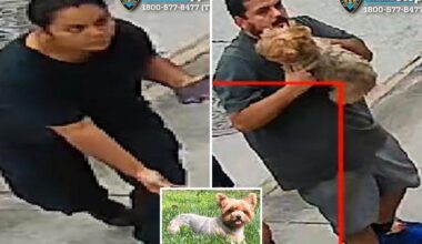 Brazen dog-napping pair snatches 'loving and flirty' Yorkshire Terrier named Chanel from NYC yard: cops