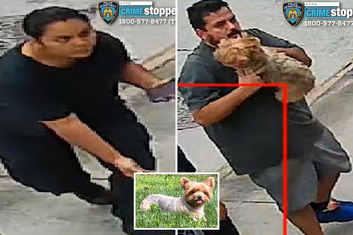 Brazen dog-napping pair snatches 'loving and flirty' Yorkshire Terrier named Chanel from NYC yard: cops