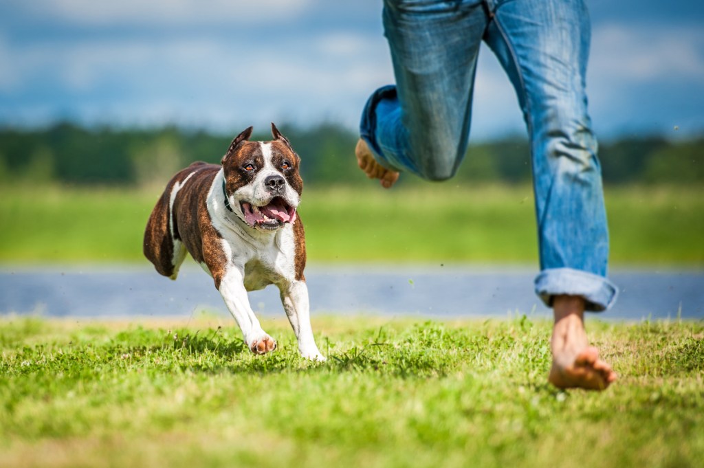 An American Staffordshire Terrier running behind a person wearing jeans in a field.