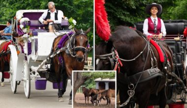 Big Apple carriage horses will go to rescues across country, advocates say
