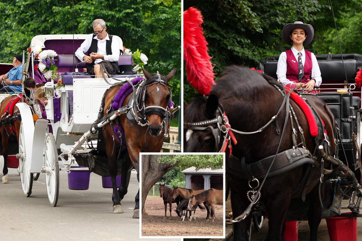 Big Apple carriage horses will go to rescues across country, advocates say