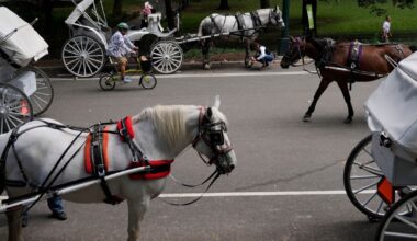 Some See Hole in NYC Deal to End Horse-Drawn Carriages