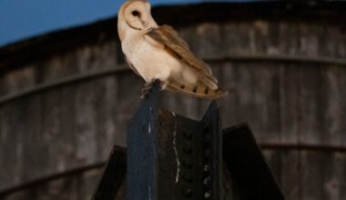 The Owls Take Manhattan (or at Least One of Its Water Towers)