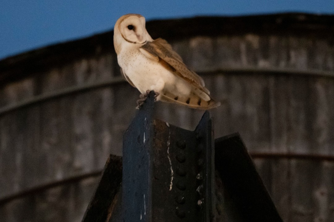 The Owls Take Manhattan (or at Least One of Its Water Towers)