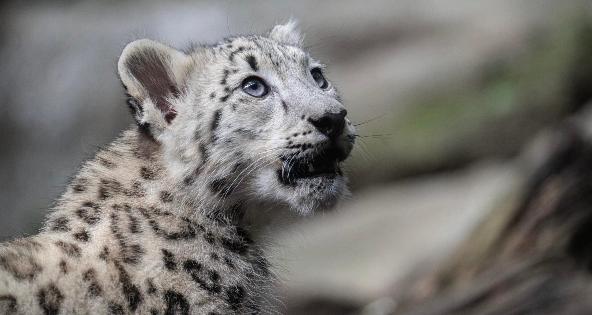 Bronx Zoo welcomes new snow leopard cub