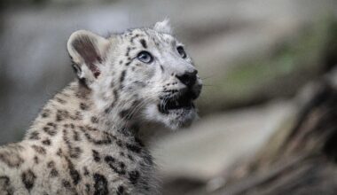 Bronx Zoo welcomes new snow leopard cub