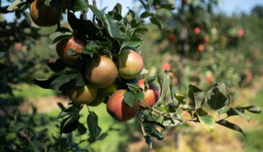 N.Y. apple orchards add attractions to keep fall visitors
