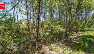 American chestnut returns to Bronx Zoo more than 120 years after blight was first documented; 25 hybrid saplings planted on 265-acre grounds; NYC expands 1,000-tree restoration drive after disease killed nearly 4 billion trees