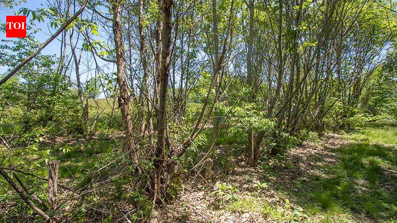 American chestnut returns to Bronx Zoo more than 120 years after blight was first documented; 25 hybrid saplings planted on 265-acre grounds; NYC expands 1,000-tree restoration drive after disease killed nearly 4 billion trees