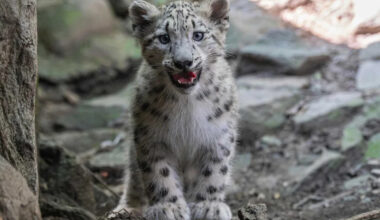 Bronx Zoo Welcomes Adorable New Snow Leopard Cub, Member of Rare Species Threatened with Extinction