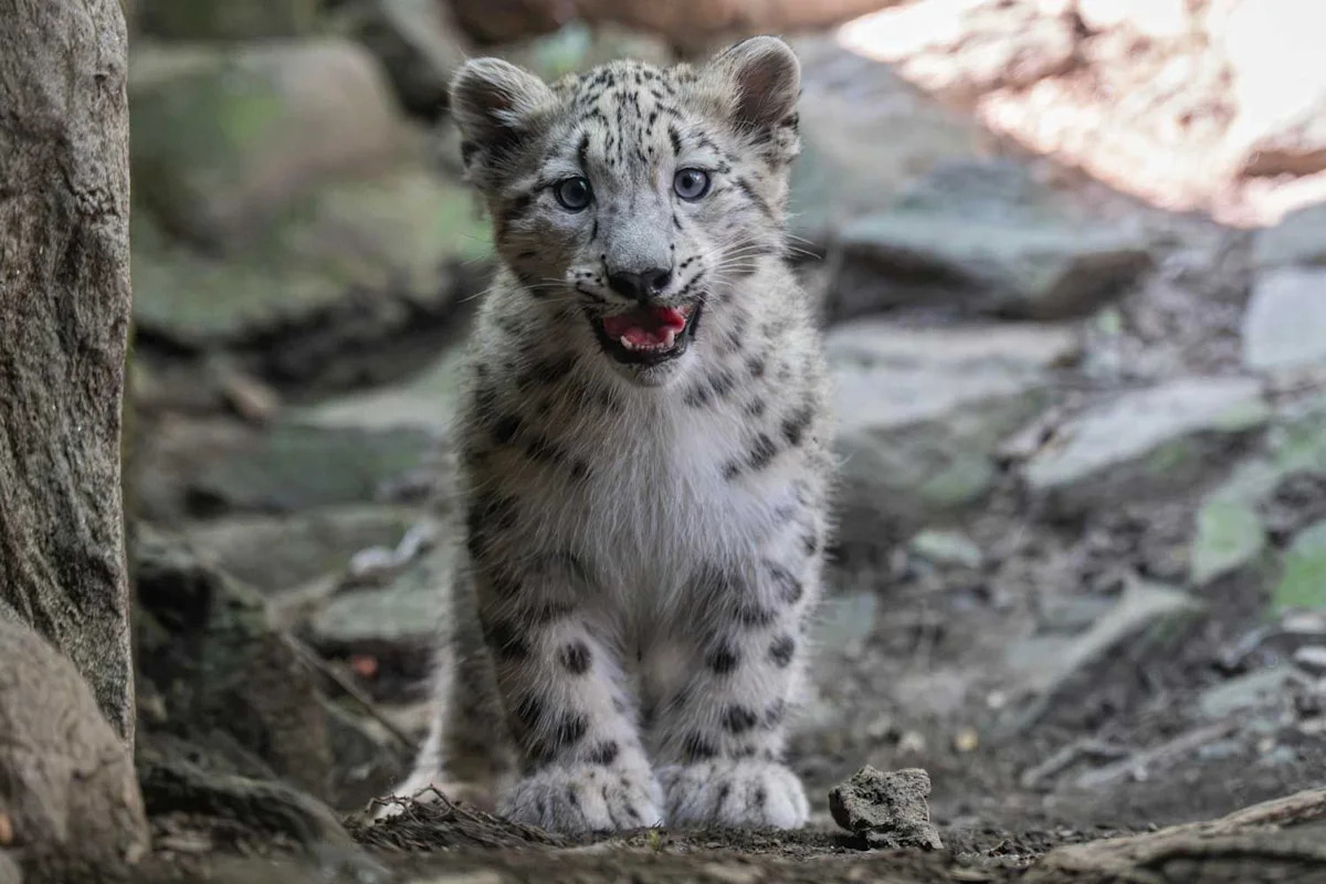 Bronx Zoo Welcomes Adorable New Snow Leopard Cub, Member of Rare Species Threatened with Extinction