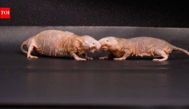 Scientists found a chemical that helps naked mole-rat queens stop other females from reproducing; removing it triggered a colony power struggle |